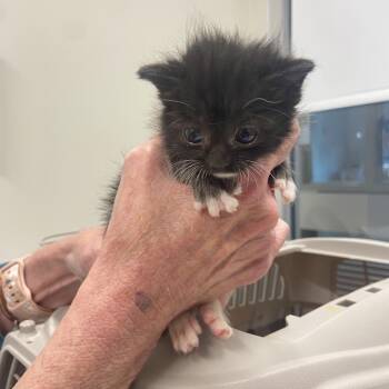 Domestic Short Hair Cats Available for Adoption in Chattanooga, Tennessee - Keller | PetCurious