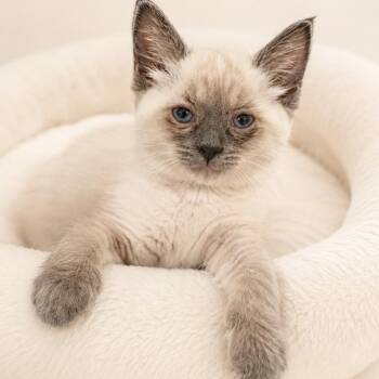 Monkey -  Siamese Cat for Adoption in Redwood Falls, Minnesota - Monkey | PetCurious