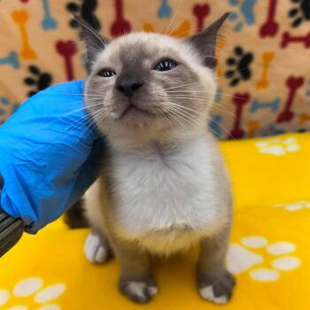 Rambo 26-06-163 -  Domestic Short Hair and Siamese Cat for Adoption in Bastrop, Texas - Rambo 26-06-163 | PetCurious
