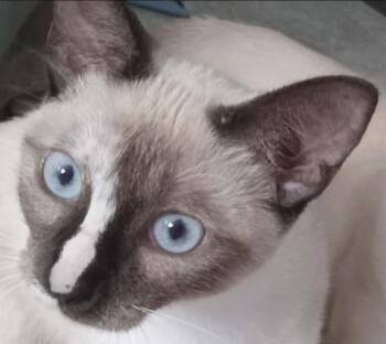 Parker (4 legs white) -  Siamese and Domestic Short Hair Cat for Adoption in New Braunfels, Texas - Parker (4 Legs White) | PetCurious