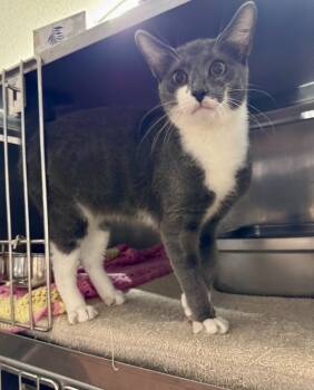 Rescue Domestic Short Hair Cats for Adoption in Pine Grove, Pennsylvania - Josiah | PetCurious