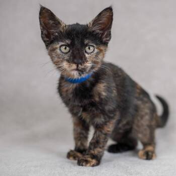 Domestic Short Hair Cats Available for Adoption in Sunnyvale, California - Sizzle | PetCurious