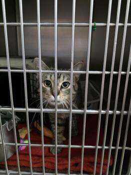 Ford -  Domestic Short Hair Cat for Adoption in Detroit Lakes, Minnesota - Ford | PetCurious