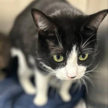 OREO -  Domestic Short Hair Cat for Adoption in Methuen, Massachusetts - OREO | PetCurious