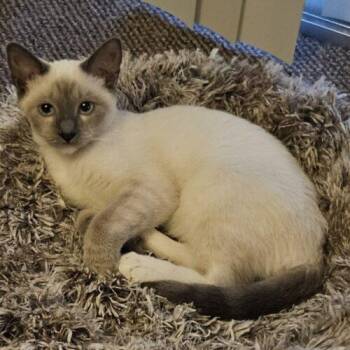 Sushi -  Siamese and Domestic Short Hair Cat for Adoption in Gilbert, Arizona - Sushi | PetCurious