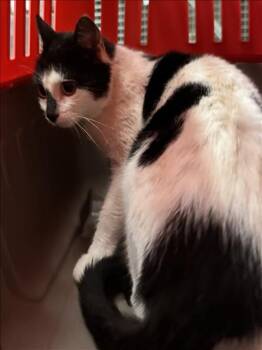 Domestic Short Hair Cats Available for Adoption in Conroe, Texas - MOOMOO | PetCurious