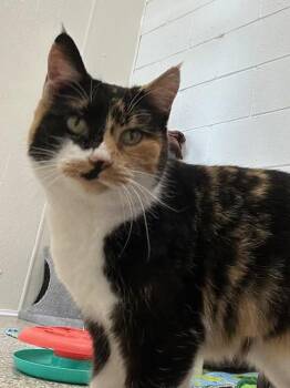 Domestic Short Hair and Calico Cats Available for Adoption - Pixel (Available 2/6/26) | PetCurious