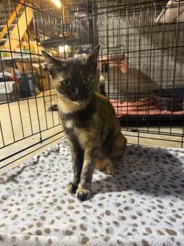 Harriet -  Domestic Short Hair Cat for Adoption in Salamanca, New York - Harriet | PetCurious
