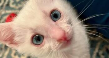Rescue Domestic Short Hair Cats for Adoption in Houston, Texas - Limahl | PetCurious