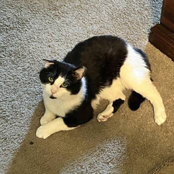 Louie -  Domestic Short Hair Cat for Adoption in Baltimore, Maryland - Louie | PetCurious