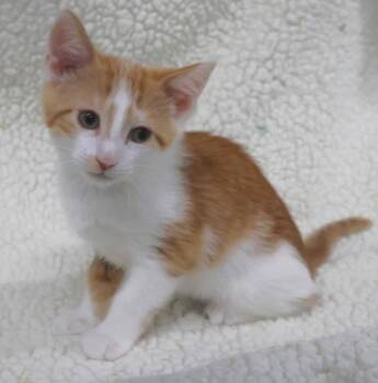 Sunnie -  Domestic Medium Hair Cat for Adoption in Thief River Falls, Minnesota - Sunnie | PetCurious