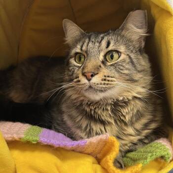 Kingzee -  Domestic Medium Hair Cat for Adoption in Boston, Massachusetts - Kingzee | PetCurious
