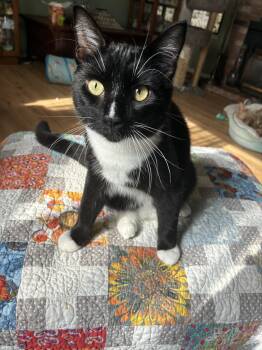 Rescue Domestic Short Hair Cats for Adoption in Antioch, California - Striker | PetCurious