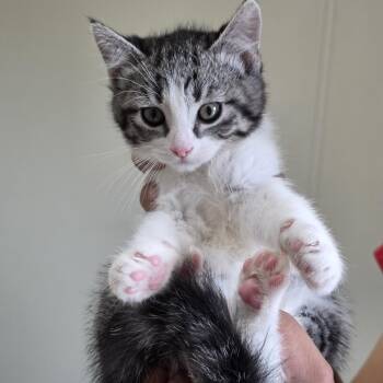 Tofu -  Domestic Medium Hair Cat for Adoption in Midland, Texas - Tofu | PetCurious
