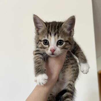 Raspberry -  Domestic Short Hair Cat for Adoption in Ruckersville, Virginia - Raspberry | PetCurious