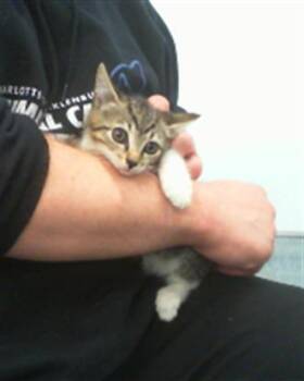 A1265647 -  Domestic Short Hair Cat for Adoption in Charlotte, North Carolina - A1265647 | PetCurious