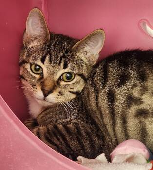 Domestic Short Hair Cats Available for Adoption - Sailor | PetCurious