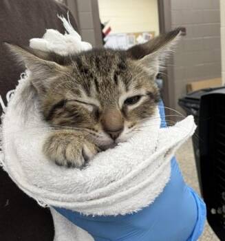 Domestic Short Hair Cats Available for Adoption in Westland, Michigan - Jetpack Jenkins | PetCurious