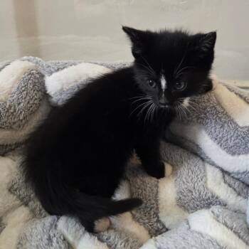 Gabby 4 (yellow) -  Domestic Short Hair Cat for Adoption in Baltimore, Maryland - Gabby 4 (yellow) | PetCurious