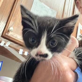 Circe 060426U -  Domestic Short Hair Cat for Adoption in Tupelo, Mississippi - Circe 060426U | PetCurious