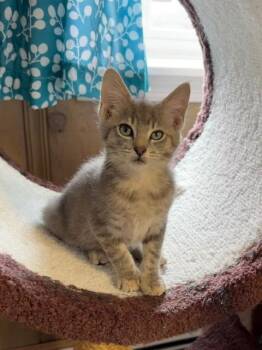 Leo -  Domestic Short Hair and Tabby Cat for Adoption in Baltimore, Maryland - Leo | PetCurious
