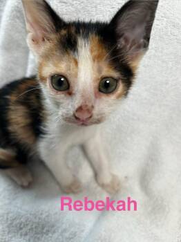 American Shorthair Cats Available for Adoption in Paulina, Louisiana - Rebekah | PetCurious