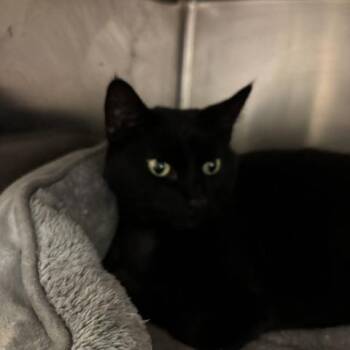 Katie -  Domestic Short Hair Cat for Adoption in Braintree, Massachusetts - Katie | PetCurious