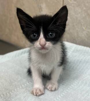 Rescue Domestic Short Hair Cats for Adoption in Honolulu, Hawaii - Wednesday | PetCurious