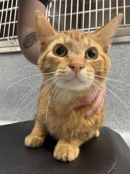 TANGERINE -  Domestic Short Hair Cat for Adoption in Indianapolis, Indiana - TANGERINE | PetCurious