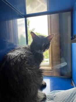 OAKLEY -  Domestic Medium Hair Cat for Adoption in Westminster, Maryland - OAKLEY | PetCurious