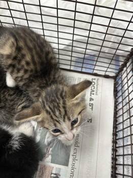 A2479616 -  Domestic Short Hair Cat for Adoption in Fort Lauderdale, Florida - A2479616 | PetCurious