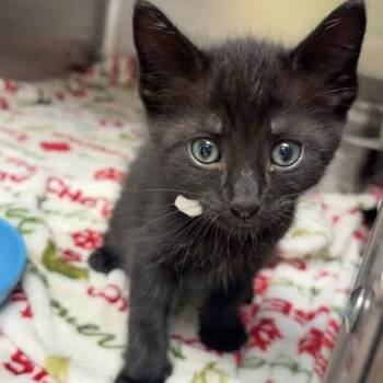 Franny -  Domestic Short Hair Cat for Adoption in Blairsville, Georgia - Franny | PetCurious