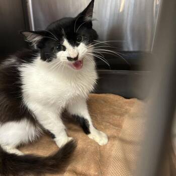 JR -  Domestic Medium Hair Cat for Adoption in Starkville, Mississippi - JR | PetCurious