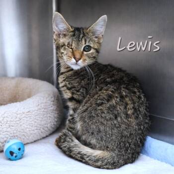Tabby Cats Available for Adoption - Lewis | PetCurious