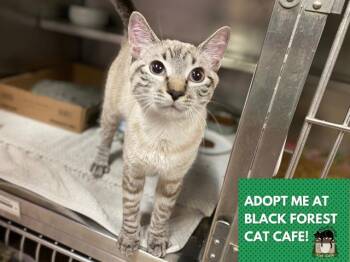 ARLO -  Domestic Short Hair Cat Available for Adoption in Fort Wayne, Indiana - ARLO | PetCurious