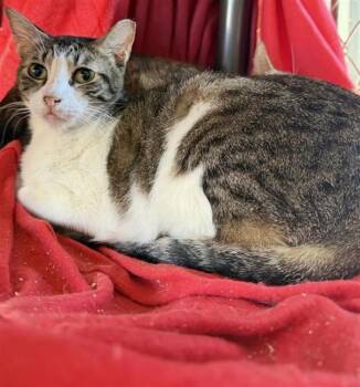 3-14 -  Domestic Short Hair Cat for Adoption in San Antonio, Texas - 3-14 | PetCurious