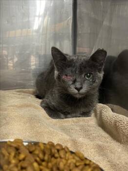 A228455 -  Domestic Short Hair Cat for Adoption in Woodland, California - A228455 | PetCurious