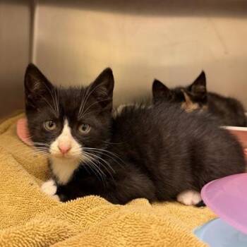 Domestic Short Hair Cats Available for Adoption in Richmond, Virginia - Sidecar | PetCurious