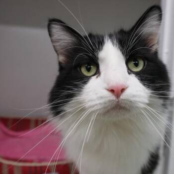 Gemini -  Domestic Long Hair Cat for Adoption in Colorado Springs, Colorado - Gemini | PetCurious