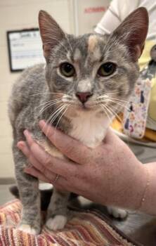 Luna Renee -  Domestic Short Hair Cat for Adoption in Fishers, Indiana - Luna Renee | PetCurious