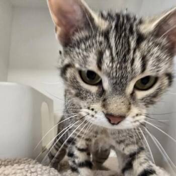 Wilkes -  Domestic Short Hair Cat for Adoption in Janesville, Wisconsin - Wilkes | PetCurious