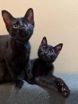 Domestic Short Hair Cats Available for Adoption in Millcreek, Utah - Wasabi | PetCurious