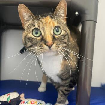 Domestic Short Hair Cats Available for Adoption - Gelato C11191 | PetCurious