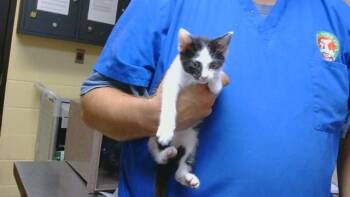 OREO -  Domestic Short Hair Cat for Adoption in Cookeville, Tennessee - OREO | PetCurious