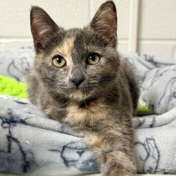 Starwanda -  Domestic Short Hair Cat for Adoption in Wheaton, Illinois - Starwanda | PetCurious