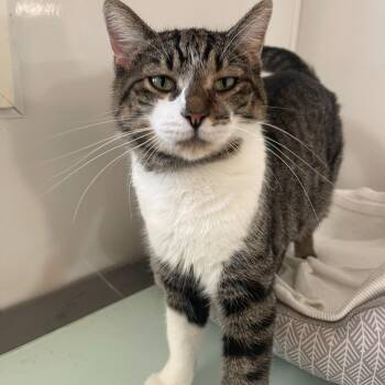 Rescue Domestic Short Hair Cats for Adoption in Indiana, Pennsylvania - Maria | PetCurious