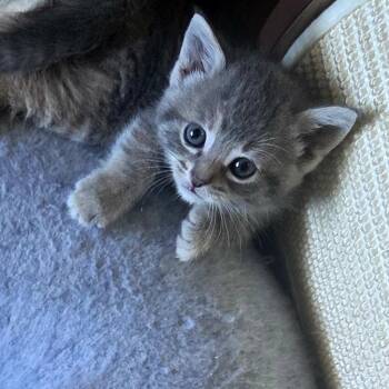 Club -  Domestic Short Hair Cat for Adoption in Walker, Michigan - Club | PetCurious