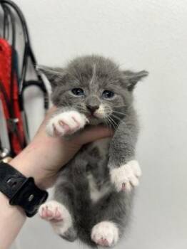 Percival -  Domestic Short Hair Cat for Adoption in West Chester, Pennsylvania - Percival | PetCurious