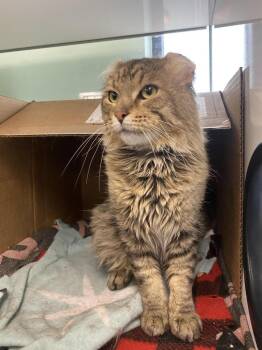 Domestic Medium Hair Cats Available for Adoption in Saint Paul, Minnesota - Mars | PetCurious
