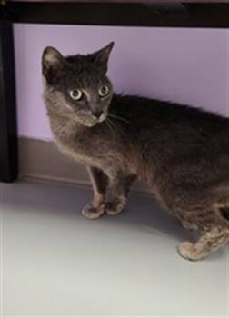 BEBE -  Domestic Short Hair Cat for Adoption in Fort Walton Beach, Florida - BEBE | PetCurious